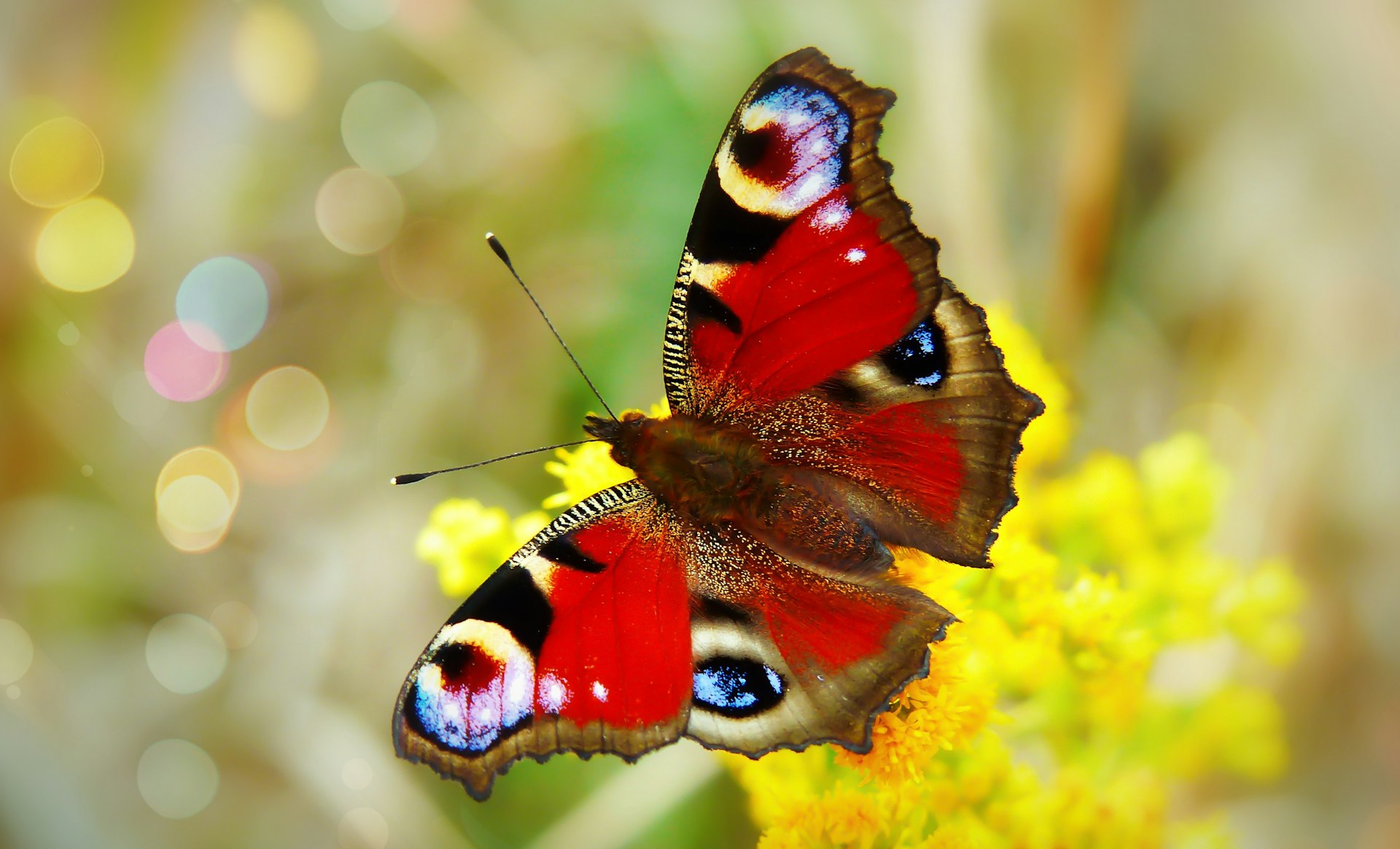 red and multicolored butterfly perch on yellow petaled flower