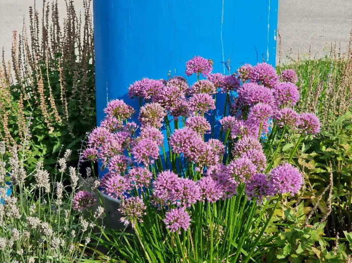 Blumen vor einem Maibaum